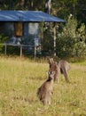 Australian Kangaroos in the grass Royalty Free Stock Photo
