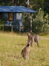 Australian Kangaroos in the grass