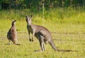 Australian Kangaroos in the grass Royalty Free Stock Photo