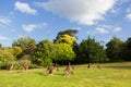 Australian kangaroos on grass