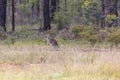 Australian Kangaroos grazing in a green field in regional Australia Royalty Free Stock Photo