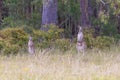 Australian Kangaroos grazing in a green field in regional Australia Royalty Free Stock Photo