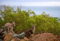 Australian Kangaroos on island Royalty Free Stock Photo