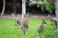 Australian Kangaroos In A Park