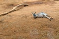 Australian kangaroos standing on the ground and sleeping