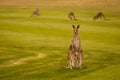 Australian kangaroo with baby in a pouch