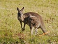 An Australian Kangoroo Royalty Free Stock Photo