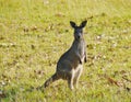 An Australian Kangoroo Royalty Free Stock Photo