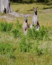 An Australian Kangoroo couple Royalty Free Stock Photo