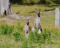 An Australian Kangoroo couple Royalty Free Stock Photo