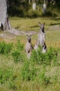 An Australian Kangoroo couple Royalty Free Stock Photo