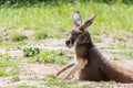 Australian Kangoroo resting in the grass Royalty Free Stock Photo