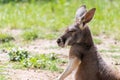 Australian Kangoroo resting in the grass