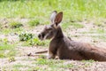 Australian Kangoroo resting in the grass