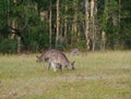 Australian Kangoroos Royalty Free Stock Photo