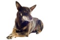 Australian kelpie