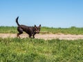 Australian Kelpie breed dog playing in the grass and swimming in the river Royalty Free Stock Photo