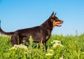 Australian Kelpie breed dog playing in the grass and swimming in the river Royalty Free Stock Photo