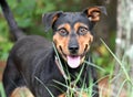 Australian Kelpie Cattledog mix dog mix outdoors on leash