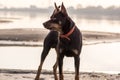 Australian Kelpie dog