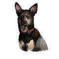 Australian Kelpie dog digital art illustration isolated on white. Australian Kelpie, or simply Kelpie, is an Australian