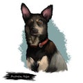 Australian Kelpie dog digital art illustration isolated on white. Australian Kelpie, or simply Kelpie, is an Australian