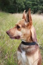 Australian kelpie dog side profile Royalty Free Stock Photo
