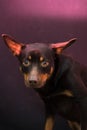 Australian Kelpie portrait on blue and purple background Royalty Free Stock Photo