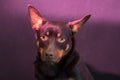 Australian Kelpie portrait on blue and purple background Royalty Free Stock Photo