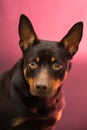 Australian Kelpie portrait on blue and purple background Royalty Free Stock Photo