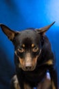 Australian Kelpie portrait on blue and purple background Royalty Free Stock Photo