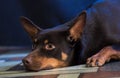 Australian Kelpie portrait on blue and purple background Royalty Free Stock Photo