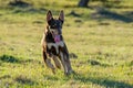 Australian Kelpie puppy dog running at full speed