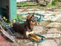 Australian kelpie sheep and cattle dog sitting on hose.