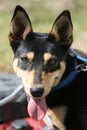 Australian Kelpie