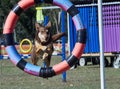 Australian Kelpie shepherd dog jumps through a ring in Agility trials