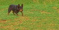 An Australian Kelpie working with focus.