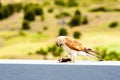 Australian kestrel Nankeen Kestrel, Falco cenchroides eating mouse