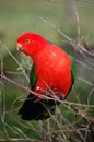 Australian King Parrot