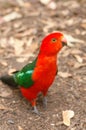 Australian King Parrot