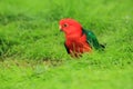 Australian king parrot