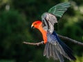 Australian King Parrot