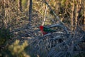 Australian king parrot (Alisterus scapularis). Male. Australian native parrot. Australian bird. Royalty Free Stock Photo