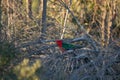 Australian king parrot (Alisterus scapularis). Male. Australian native parrot. Australian bird. Royalty Free Stock Photo