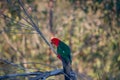 Australian king parrot (Alisterus scapularis). Male. Australian native parrot. Australian bird. Royalty Free Stock Photo