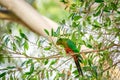 Australian king parrot (Alisterus scapularis) a medium-sized parrot bird with green plumage, the animal sits high Royalty Free Stock Photo