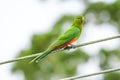 Australian king parrot (Alisterus scapularis) a medium-sized parrot bird with green plumage, the animal sits high Royalty Free Stock Photo