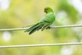 Australian king parrot (Alisterus scapularis) a medium-sized parrot bird with green plumage, the animal sits high Royalty Free Stock Photo