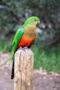 Australian King Parrot, Alisterus scapularis, perched on a fence post, Kennett River, Victoria, Australia Royalty Free Stock Photo