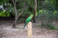 Australian King Parrot, Alisterus scapularis, perched on a fence post, Kennett River, Victoria, Australia Royalty Free Stock Photo